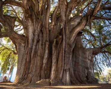 El Árbol del Tule, el árbol con el mayor diámetro de tronco del mundo