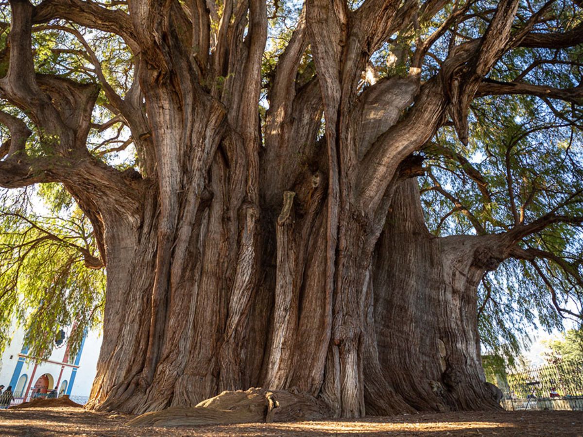 El Árbol del Tule, el árbol con el mayor diámetro de tronco del mundo
