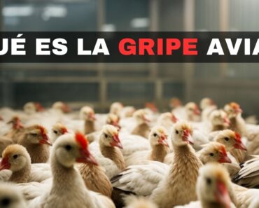 ¿Qué es la gripe aviar?